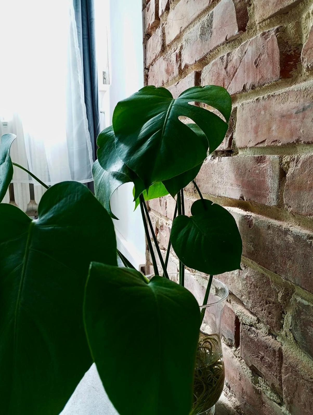 Monstera-32m,aneks,sniadanie Bydgoszcz